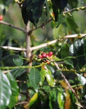 Gebrand Indonesia, Semi Washed Arabica, Sumatra, Lintong, Grade 1