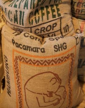 Gebrand El Salvador, Washed Arabica, Strictly High Grown, Large Bean, Pacamara