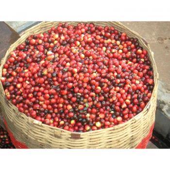 Kaffee Fredo Brasil Mild