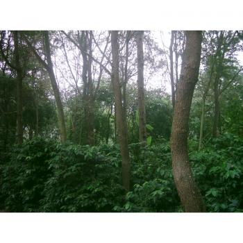 Kaffee Fredo Dschungel Espresso