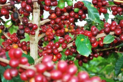 Ridders Kaffeer&ouml;sterei Yirgacheffe