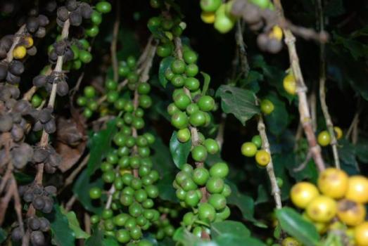 Ridders Kaffeer&ouml;sterei Skull & Beans