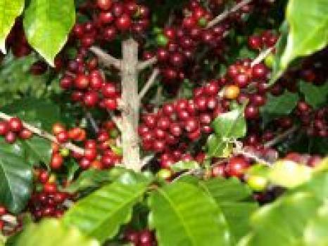 Ridders Kaffeer&ouml;sterei Espresso Tres