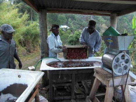 Ridders Kaffeer&ouml;sterei Jamaika Blue Mountain