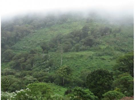 Schamong Kaffee BUCARAGZA JINOTEGA LOS PAPALES