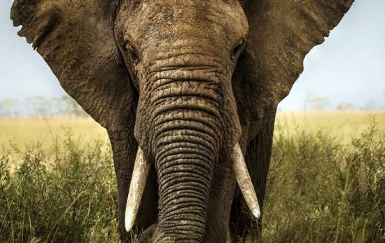 Wildkaffee Kenia Kii AB