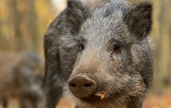 Wildkaffee Wildsau Espresso